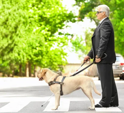 senior man crossing street in crosswalk with guide dog